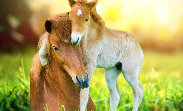 World Animal Day 2024: Building a legacy of compassion - Earth.com