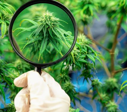2024/10/Cannabis-Alzheimers.jpg