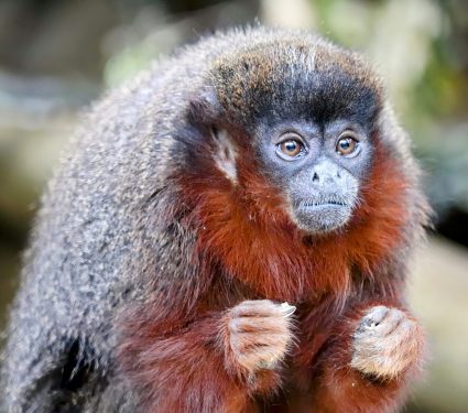 2024/10/Caribbean-monkey-.jpg