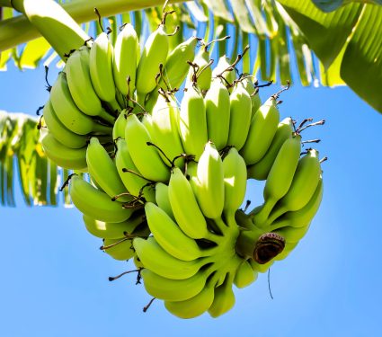 2024/10/Disease-resistant-banana.jpg