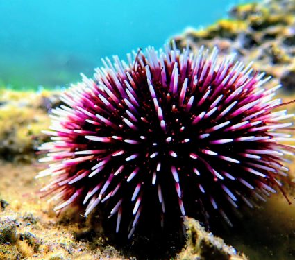 2024/10/Sea-urchin-predators.jpg