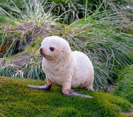 2024/10/Antarctica-greening.jpg