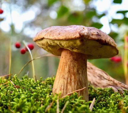 2024/10/Plant-fungi-carbon.jpg