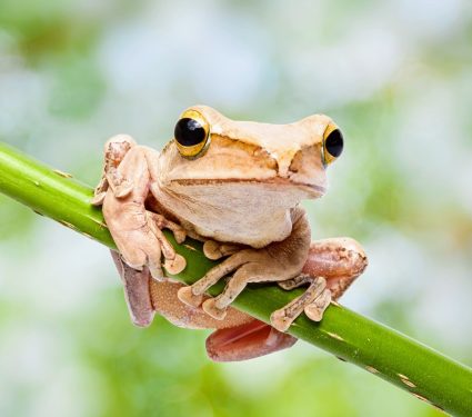 2024/10/Endangered-frogs.jpg