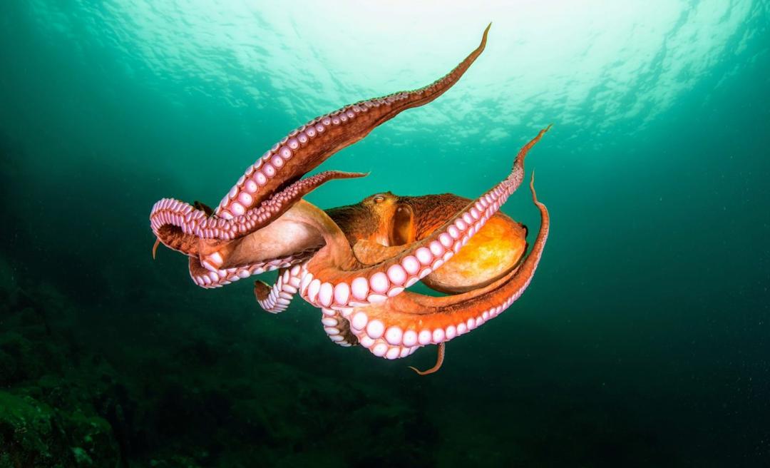 World Octopus Day The intelligent creatures of the sea