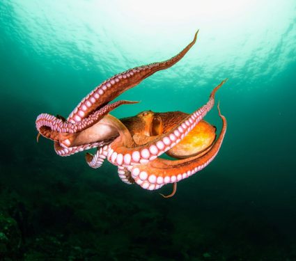 2024/10/World-Octopus-Day.jpg
