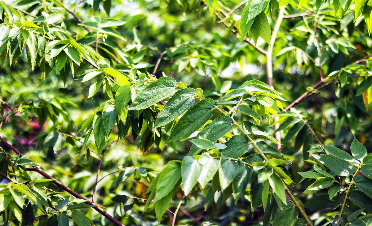 Brazilian plant found to contain cannabis CBD compound