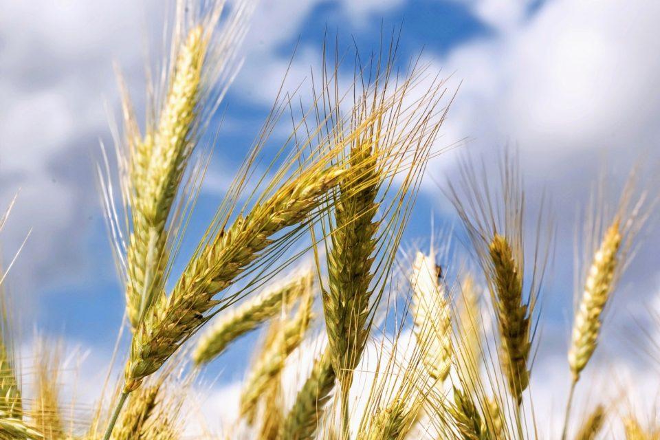 Plants have a secret weapon for surviving stress