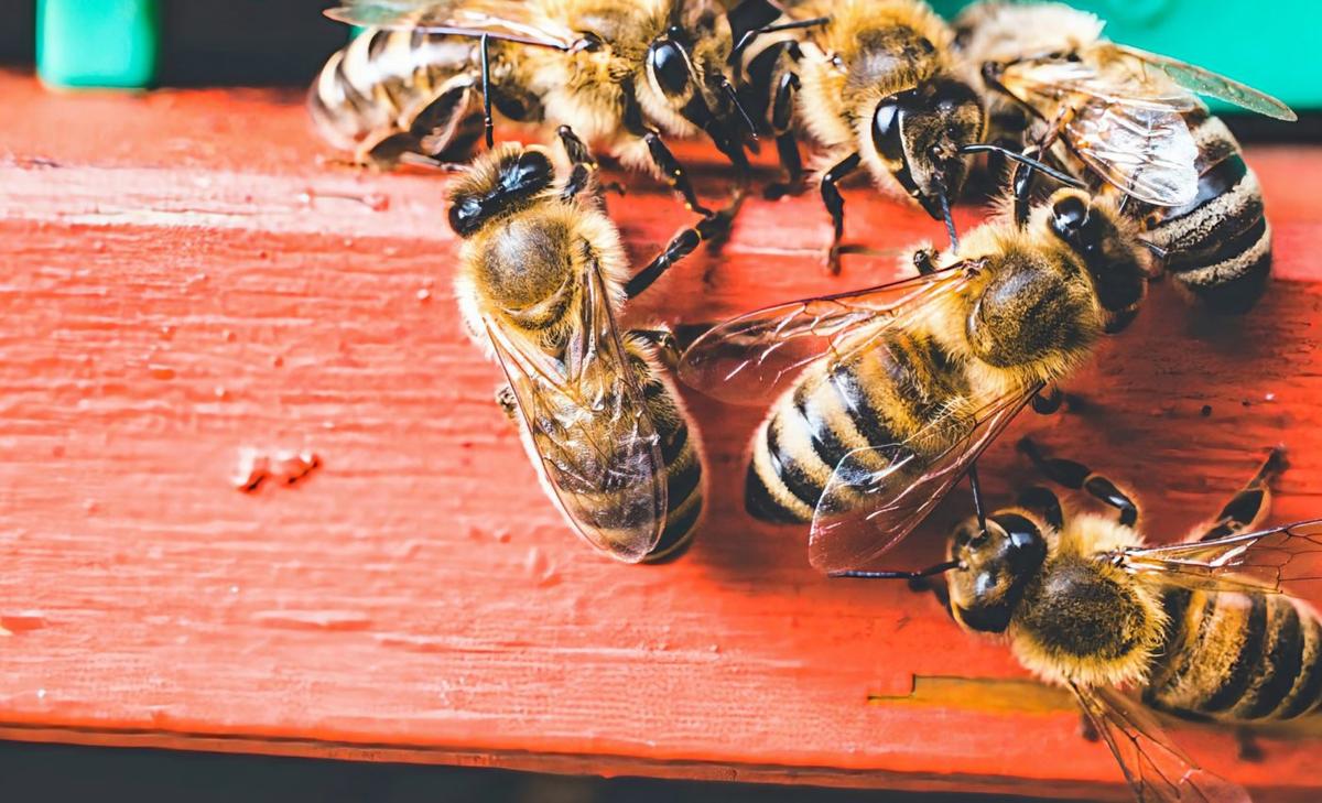 How does urban beekeeping affect native wild bees?