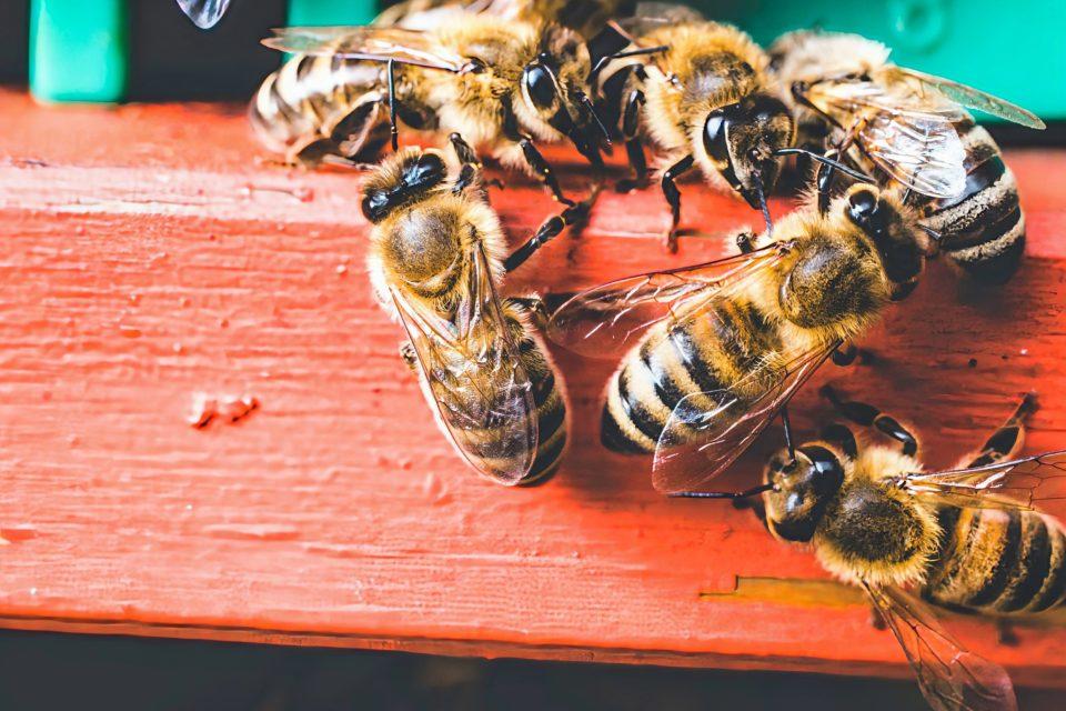 How does urban beekeeping affect native wild bees?