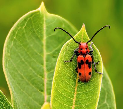2024/10/Milkweed-beetle.jpg