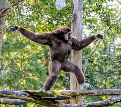 2024/10/Gibbons-dance.jpg