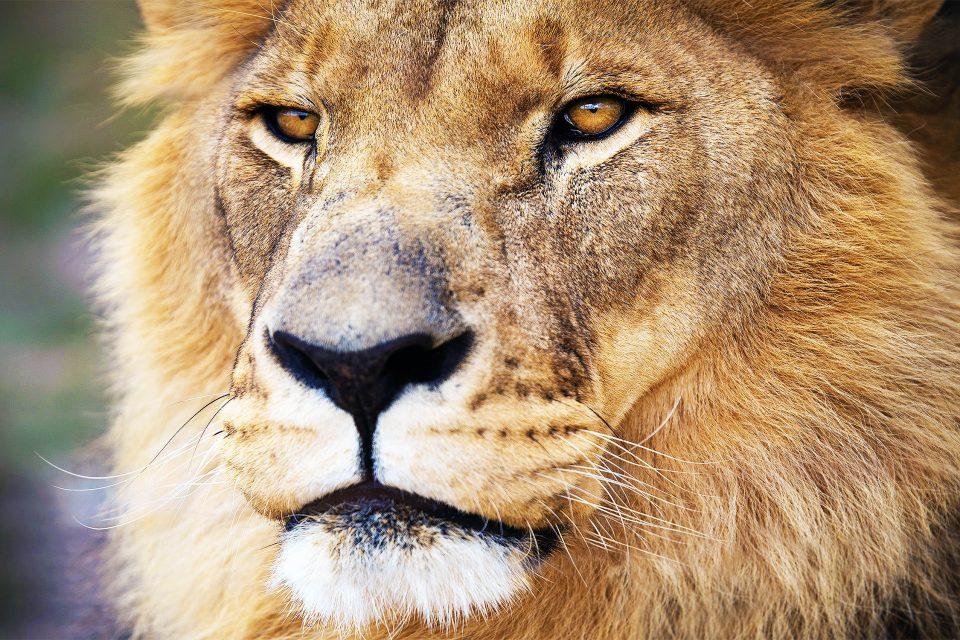 Disturbing diets of "man-eating" lions from the 19th century discovered