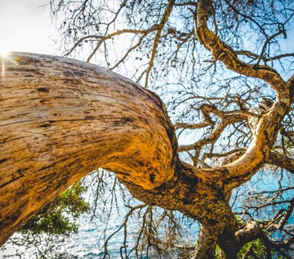 2024/10/Diversity-trees.jpg