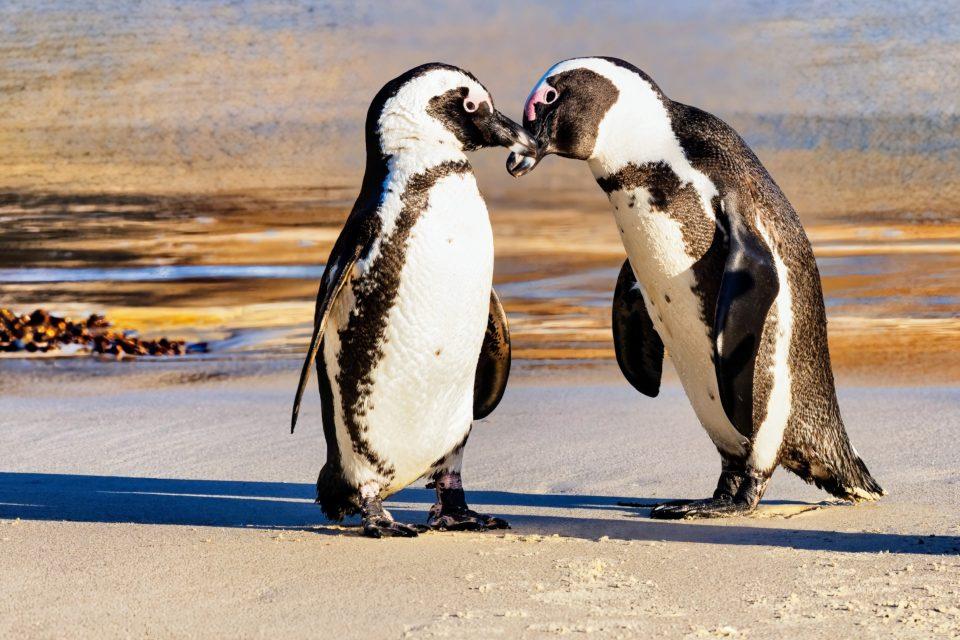 Can artificial nests help save African penguins? 