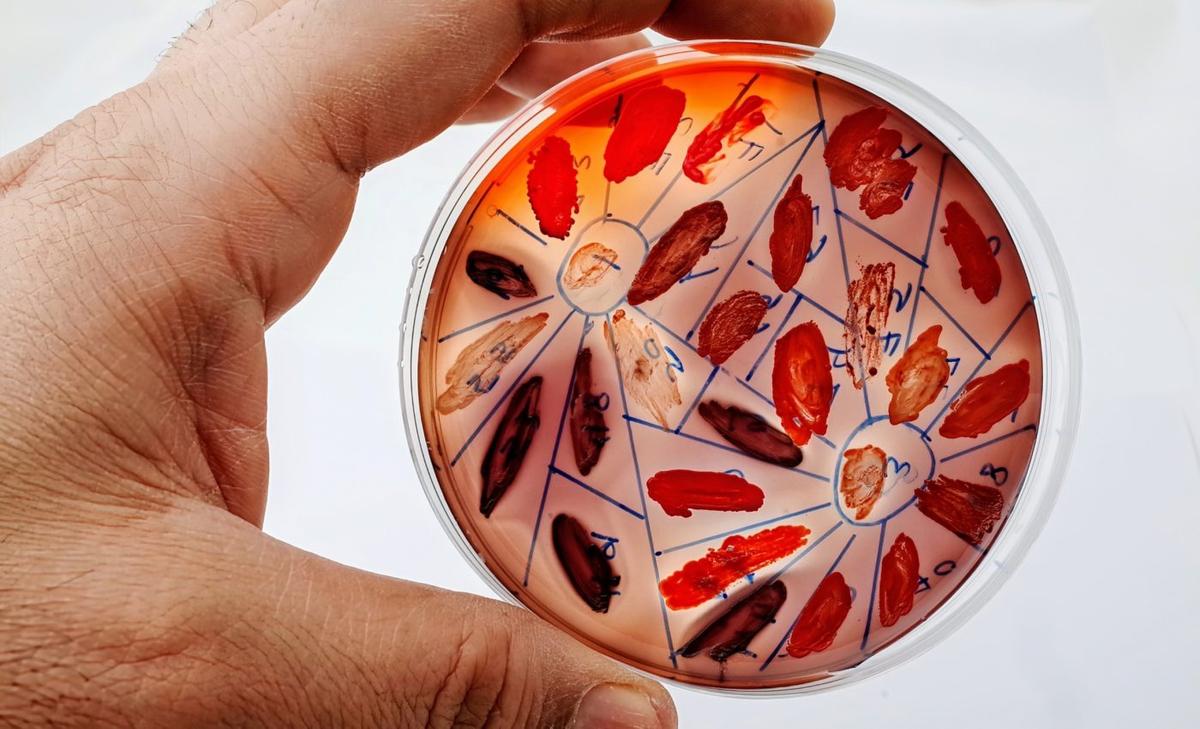 Bacteria coexist in shared spaces by 'playing nice'