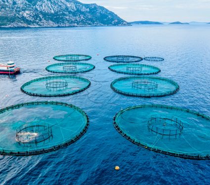 2024/10/Aquaculture-fish.jpg