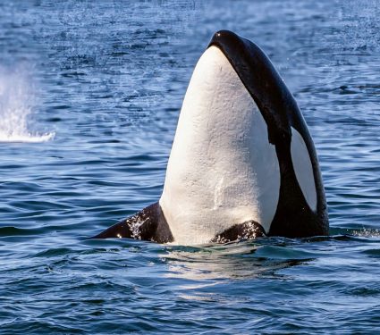 2024/10/Killer-whales-Pacific.jpg