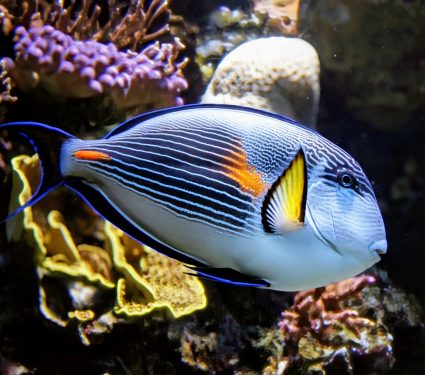 2024/10/Reef-fish-connectivity.jpg