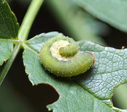 2024/10/Sawfly.jpg