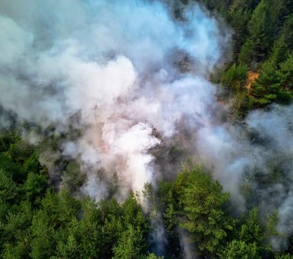 2024/10/Forest-fire-emissions2.jpg