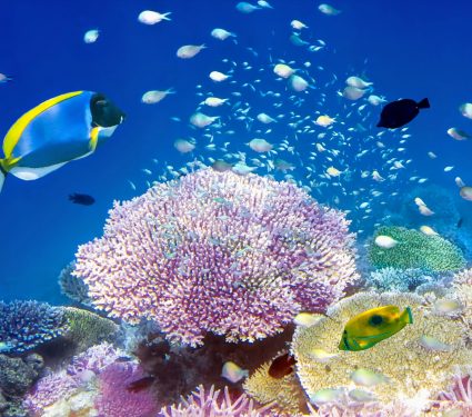 2024/10/Healthy-reef-sounds.jpg