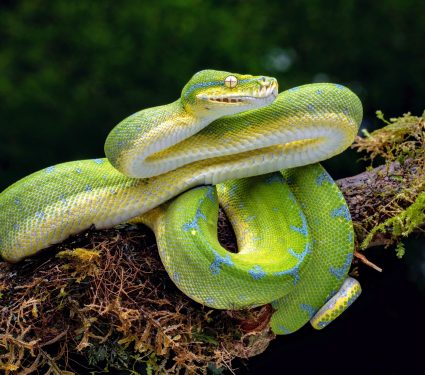 2024/10/Python-regeneration.jpg