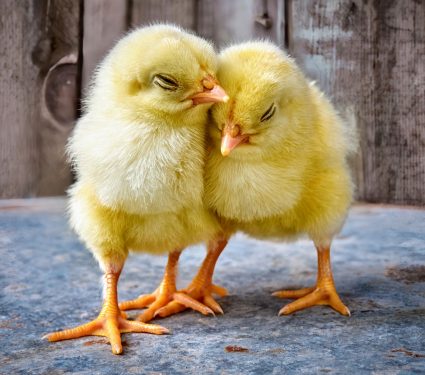 2024/10/Animal-welfare.jpg