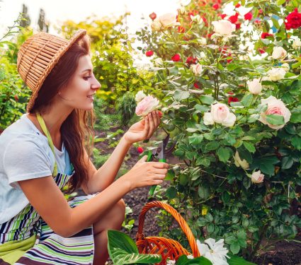 2024/10/Gardens-pollinators.jpg