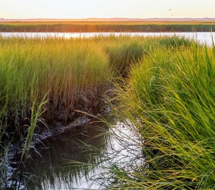 2024/10/Coastal-marshes.jpg