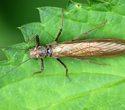 2024/10/Stoneflies-human.jpg