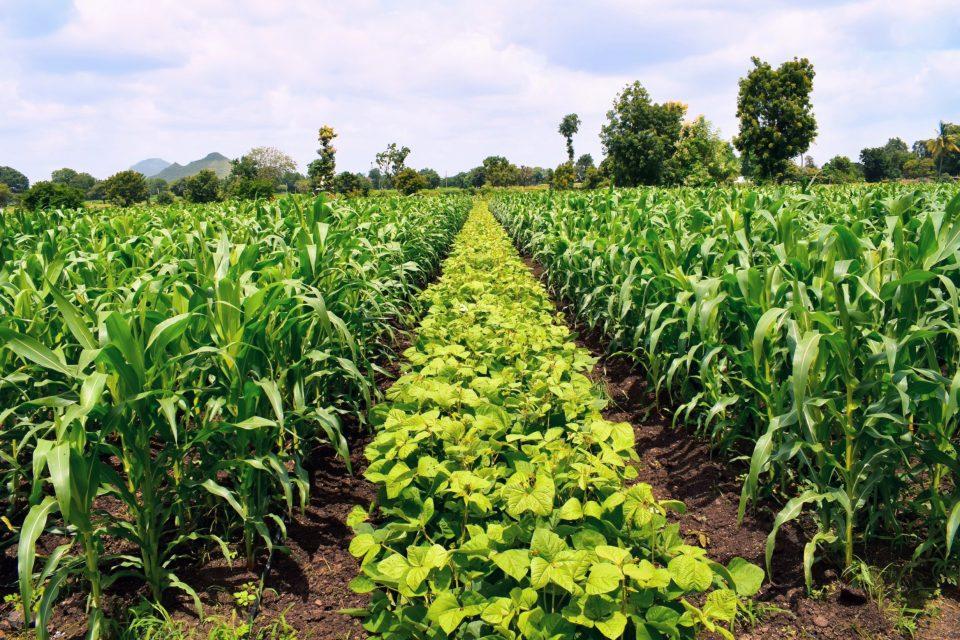 How plant diversity can help combat climate change