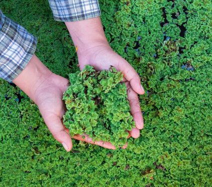 2024/10/Azolla.jpg
