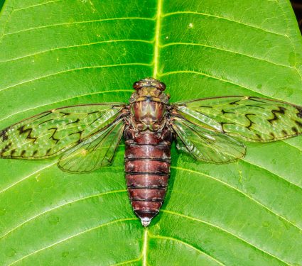 2024/10/Cicada-wings.jpg