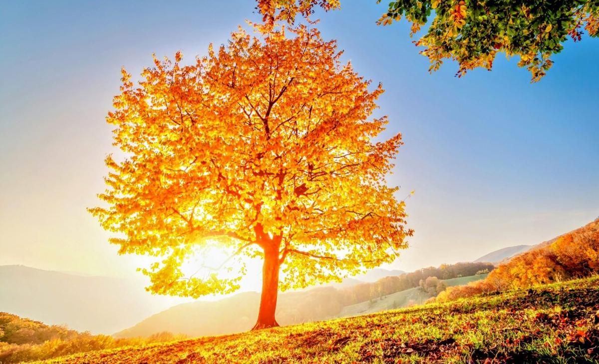 More than one-third of the world’s trees face extinction