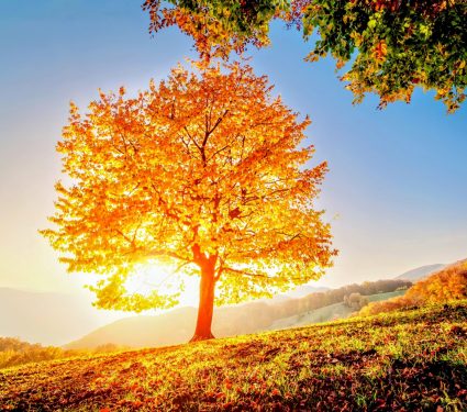 2024/10/Tree-extinction.jpg