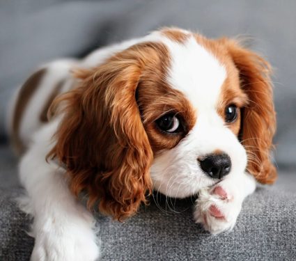 2024/10/Dog-heart.jpg