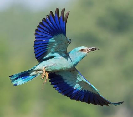 2024/10/Bird-wings.jpg