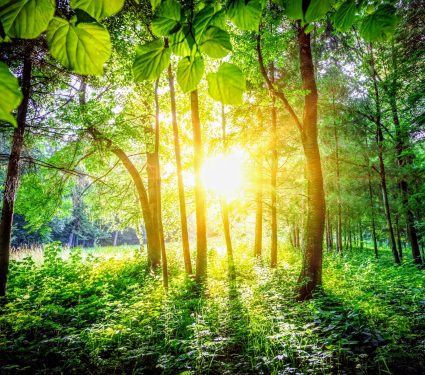 2024/10/Light-plants.jpg