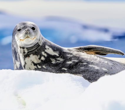2024/10/Seals-strategy.jpg