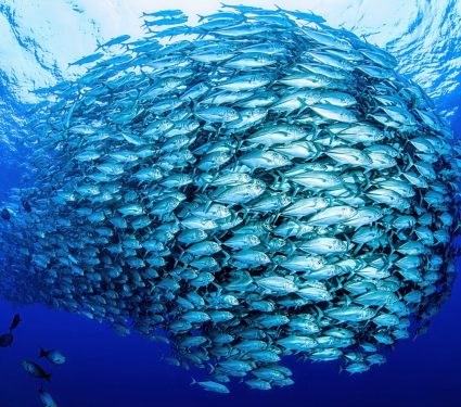 2024/10/Fish-swarms.jpg
