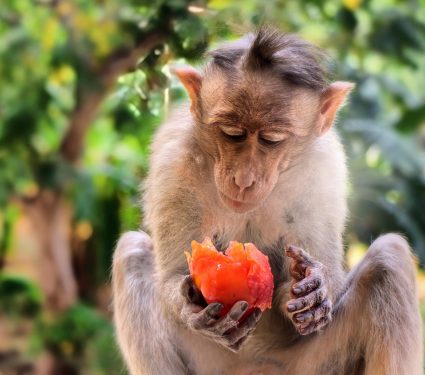 2024/10/Animal-alcohol.jpg