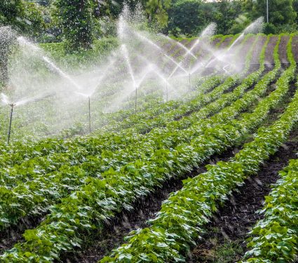 2024/10/Crops-water.jpg