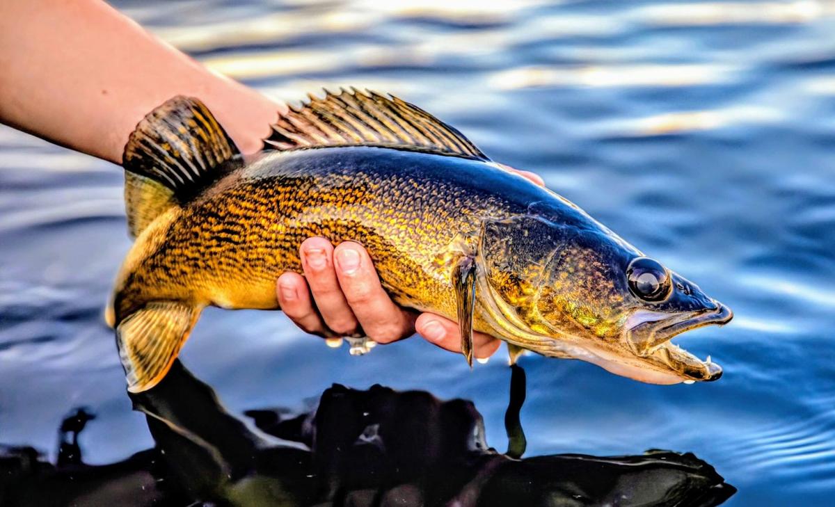 Balancing the nutrient load in Lake Erie is a 'wicked problem'