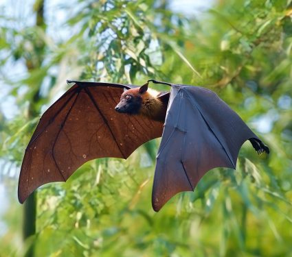 2024/11/Bats-navigate.jpg