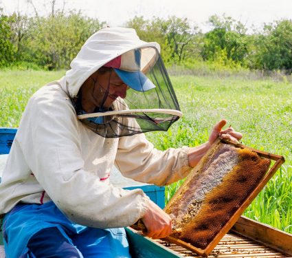 2024/11/Elephant-beehive.jpg