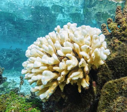 2024/11/Coral-emergency.jpg