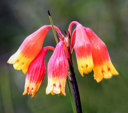 2024/11/Wilting-flower.jpg