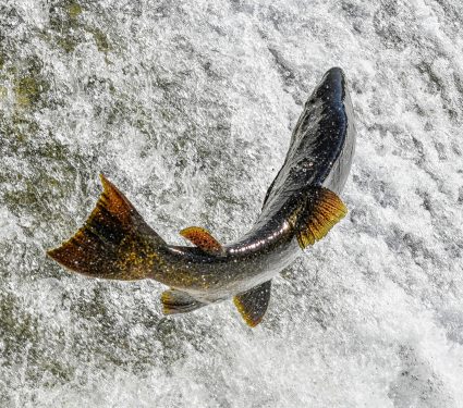 2024/11/Salmon-sea.jpg
