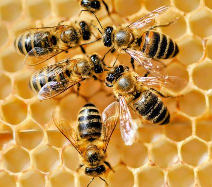 2024/11/Bee-gene.jpg